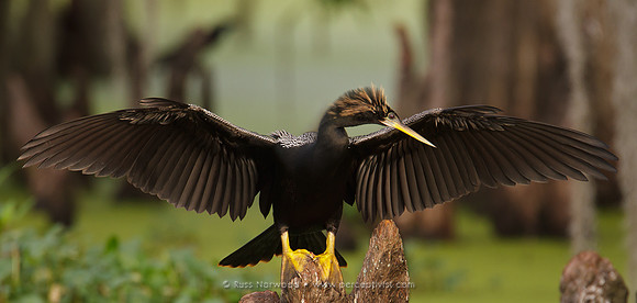 Anhinga