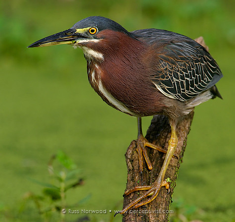 Green Heron