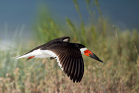 Black Skimmer