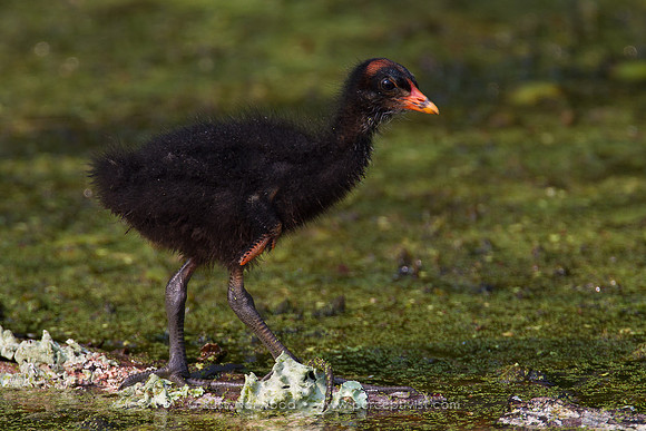 Black Gallinule Juvenile.