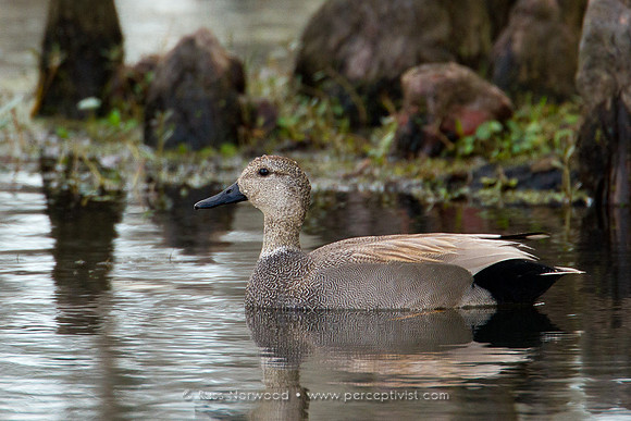 Gadwall Female