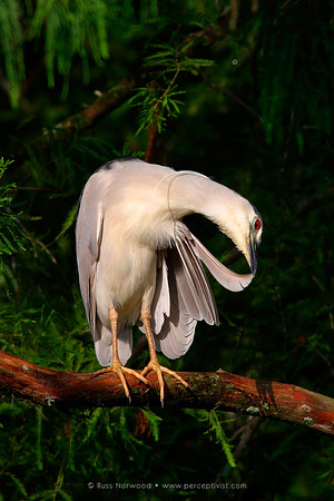 Black Crowned Night Heron