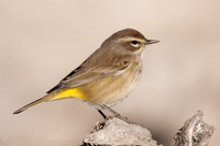 Palm Warbler on Oyster Shell