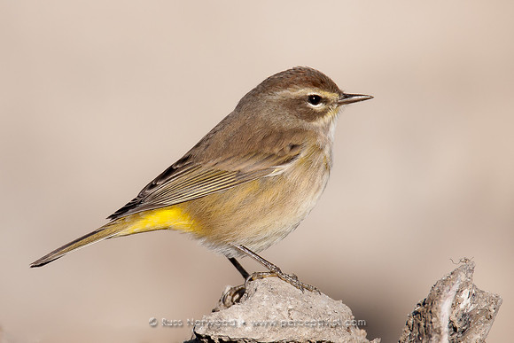 Palm Warbler on Oyster Shell