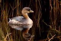 Pied Billed Grebe