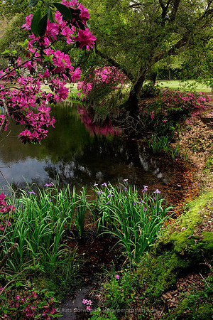 Pond with Azaleas