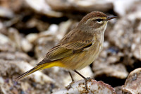 Palm Warbler