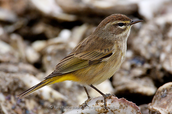 Palm Warbler