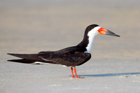 Skimmer Posing