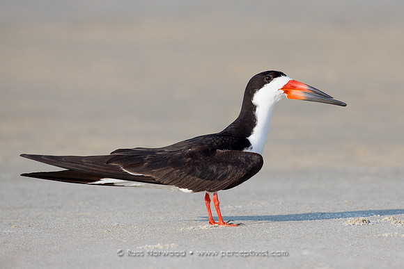 Skimmer Posing