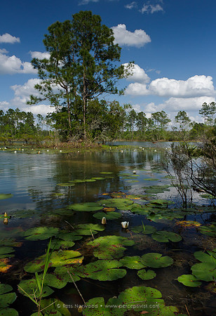 Blanding Raiford Greenway Pond