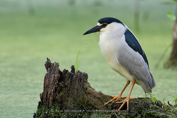 Black Crowned Night Heron
