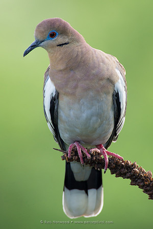 White-Winged Dove