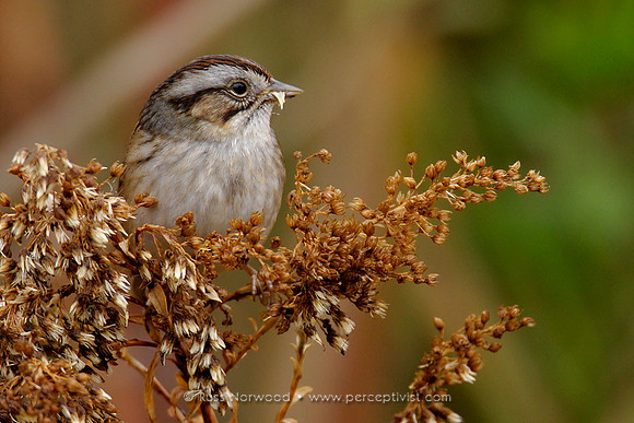 Swamp Sparrow