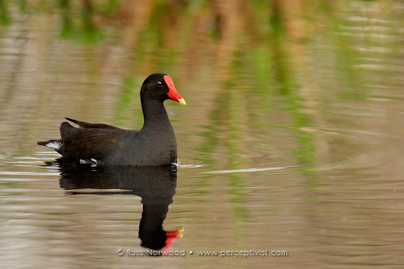Pretty Moorhen