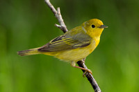 Yellow Warbler