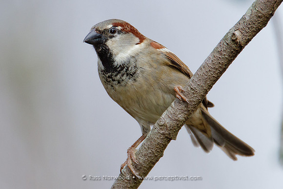 House Sparrow, Male