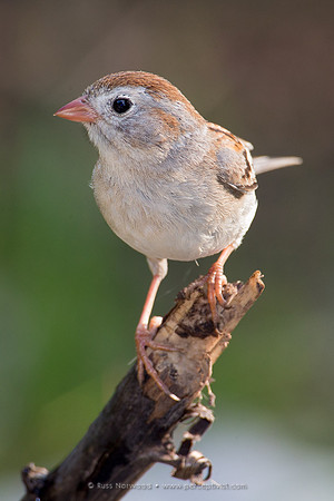 Field Sparrow