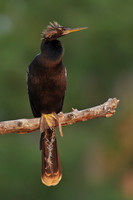 Anhinga