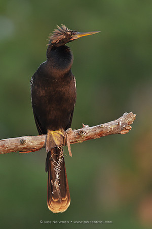 Anhinga