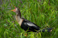 Anhinga Yawn