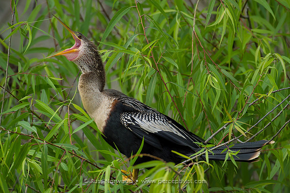 Anhinga Yawn