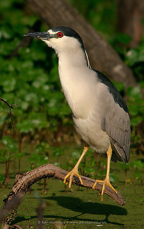 Black Crowned Night Heron