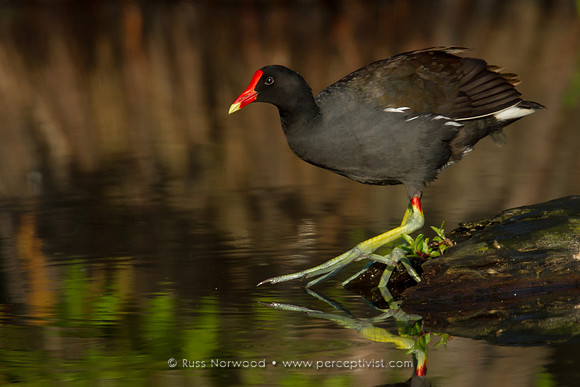 Moorhen Foot