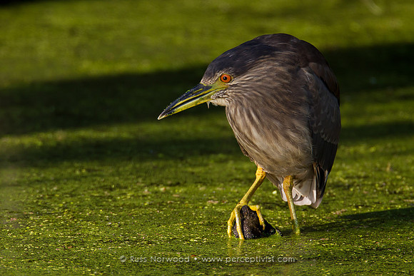 Juvenile Black Crowned Night Heron