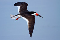 Black Skimmer