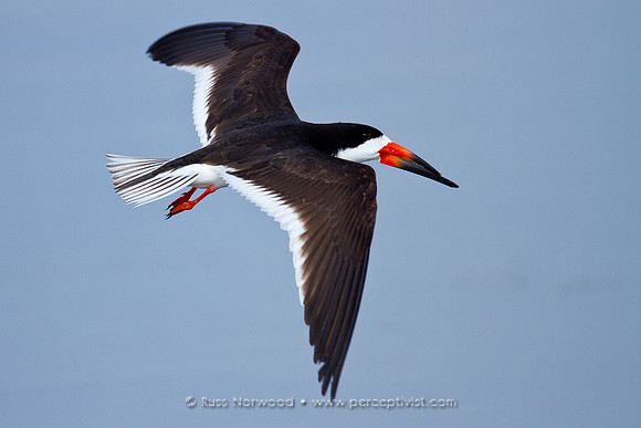 Black Skimmer