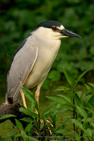 Black Crowned Night Heron