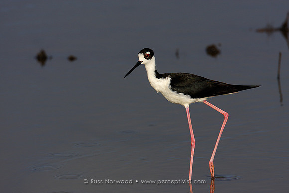Black Necked Stilt
