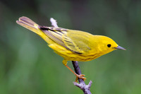 Yellow Warbler
