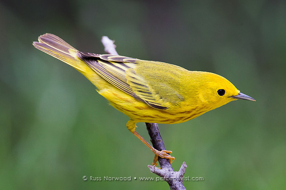 Yellow Warbler