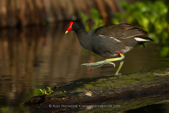 Moorhen Stepping Out