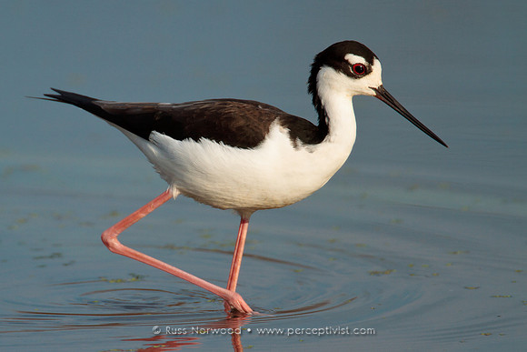 Black Necked Stilt