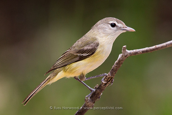 Bell's Vireo