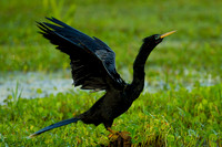 Anhinga Shake