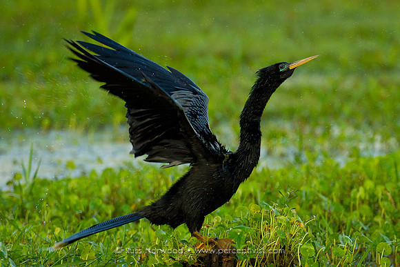 Anhinga Shake