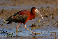 White Faced Ibis