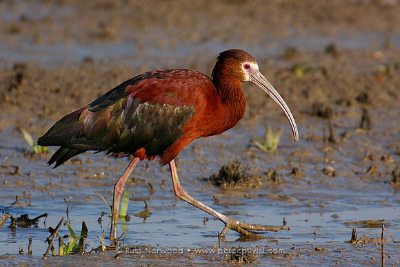 White Faced Ibis