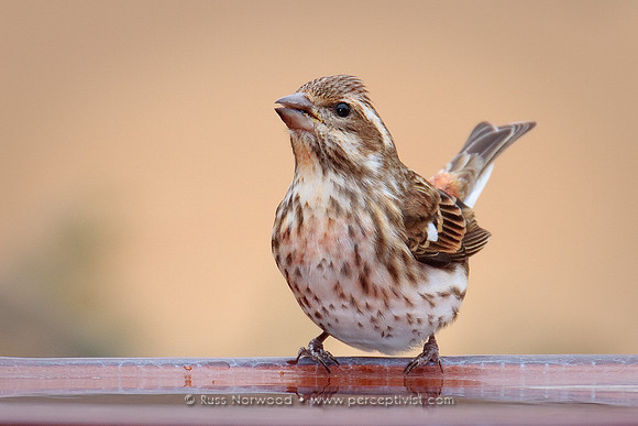 Purple Finch Female