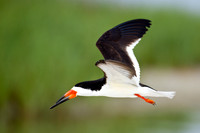 Black Skimmer