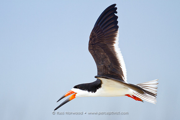 Black Skimmer