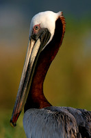 Brown Pelican Nesting