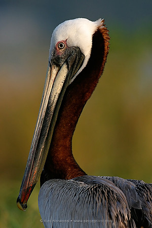 Brown Pelican Nesting