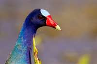 Purple Gallinule Head Shot