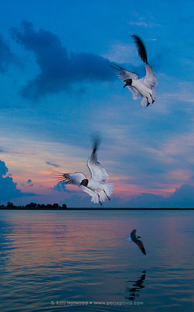Gulls at Sunrise