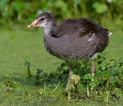Moorhen Juvenile